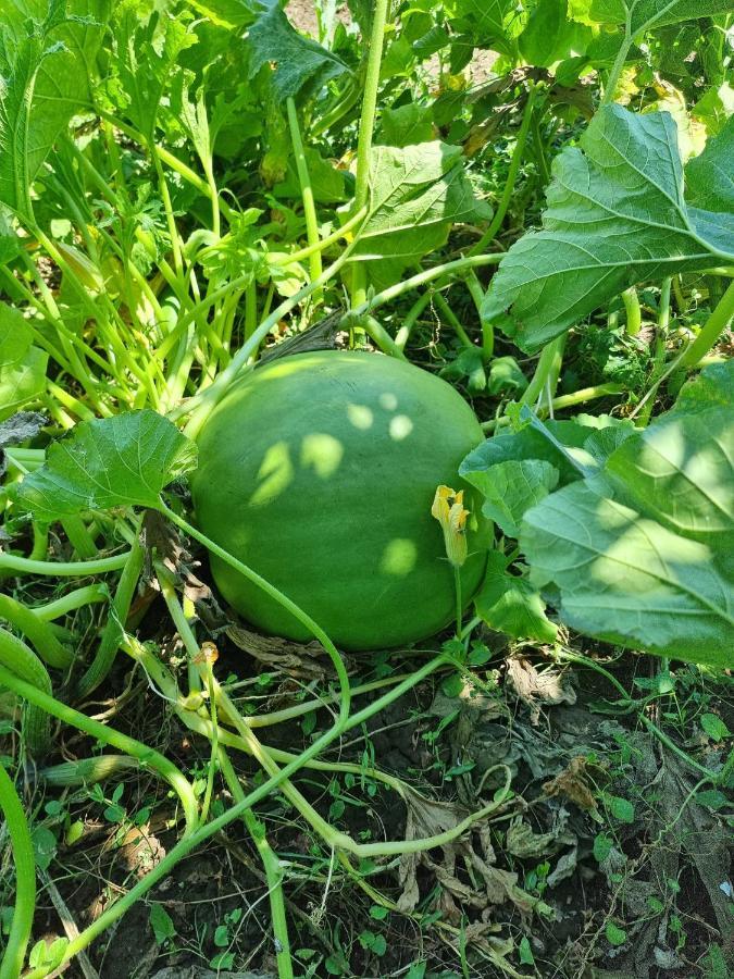 Balabani Local Stay Golubovci المظهر الخارجي الصورة