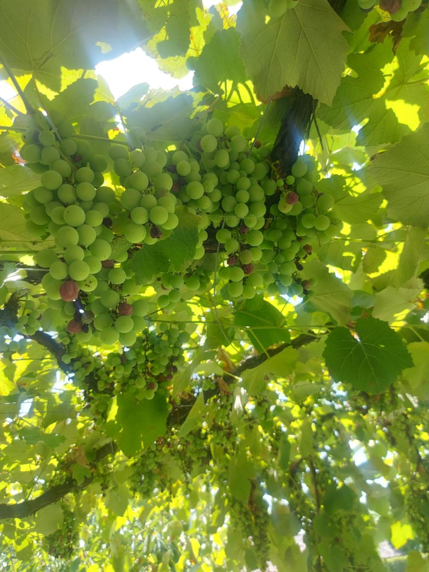 Balabani Local Stay Golubovci المظهر الخارجي الصورة