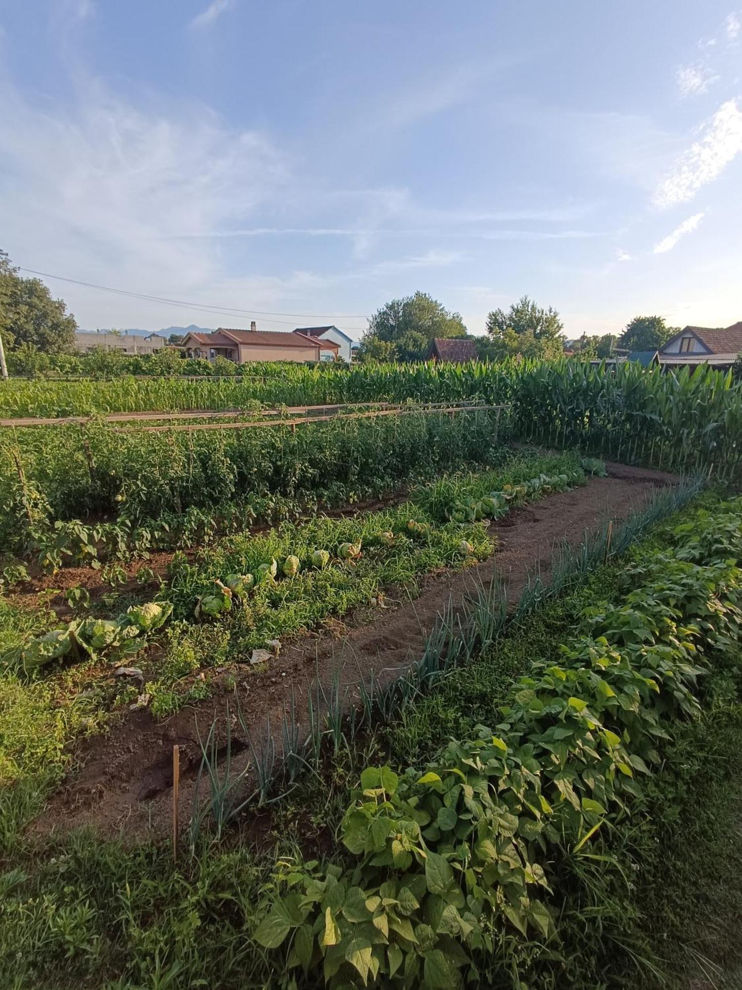 Balabani Local Stay Golubovci المظهر الخارجي الصورة